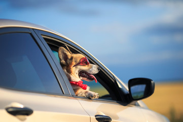 Naklejka premium funny passenger puppy dog red Corgi in the sunscreen glasses quite sticks out his face with his tongue out of the car window and looks forward to the road during the trip