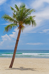 Single palm tree on an idyllic tropical sandy beach