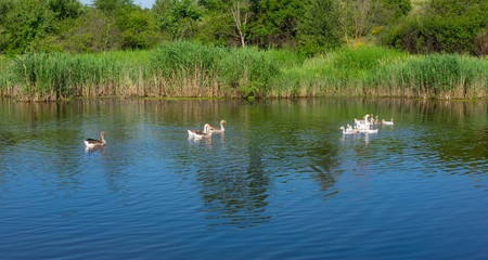 Photo of ducks swimming in the pond. Waterfowl in the wild.