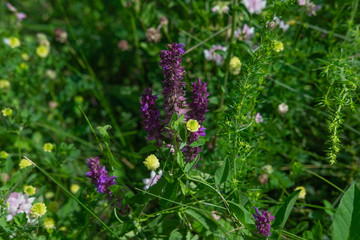 Wild wildflowers in the meadow. Photograph of field grasses in mountainous areas. Travel and nature