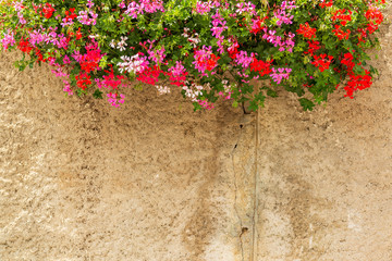 Blooming flowers and ald wall background.
