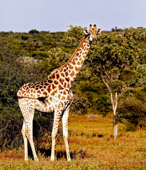 Giraffe in the Bush Glancing Sideways