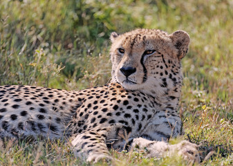 Fototapeta na wymiar Male Cheetah at Rest