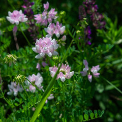 Wild wildflowers in the meadow. Photograph of field grasses in mountainous areas. Travel and nature