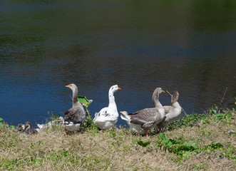 Photo of ducks swimming in the pond. Waterfowl in the wild.