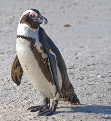 Penguin Looking Back-Very Close Up