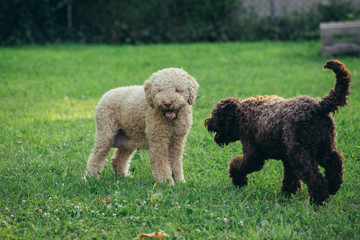 Fototapeta premium purebred dogs playing outdoor in backyard