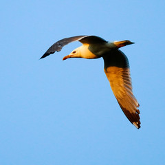 Yellow-legged Gull Flying at Sunset