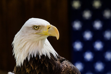Bald Eagle perched before and American flag.