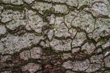 Detail und Textur von Baumrinde