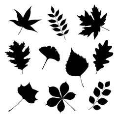 Set of autumn leaves on white background, vector illustration