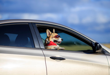 funny passenger puppy dog red Corgi in the sunscreen glasses quite sticks out his face and paws...