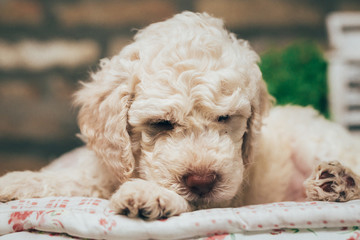 closeup of cute little white puppy laying on dog pillow indoor