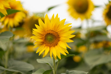 Young flower of sunflower in the field. Snapshot without retouching.