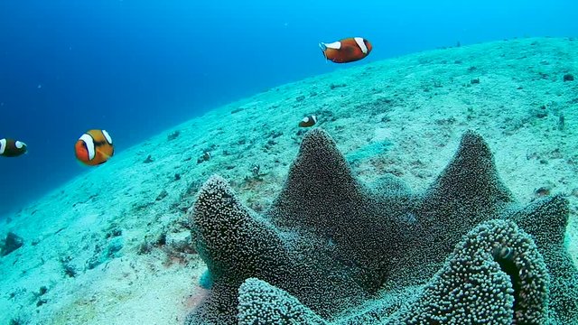 A family of red Saddleback Clownfish in their host anemone on a tropical coral reef in the Philippines