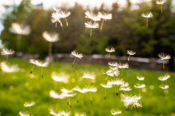 Pusteblumen-Samen im Detail in der Luft schwebend