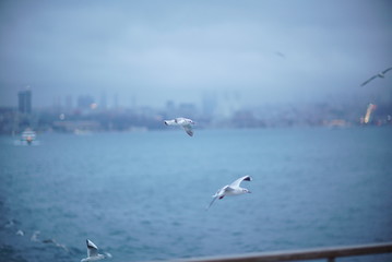 Fototapeta na wymiar istanbul seascape and seagulls