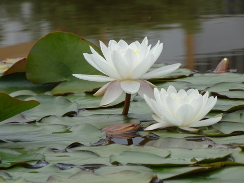 jardin botanico universidad de malaga uma nenufares blancos