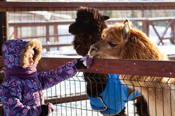 Cute girl feeds up  alpacas on the alpaca's farm. Winter 