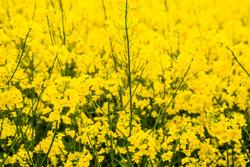 Raps so weit das Auge reicht