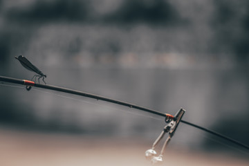 Dragonfly on the rod