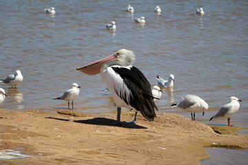 Pelecanus conspicillatus in Kalbarri National Park, Western Australia