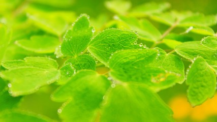 green leaf with drops of water