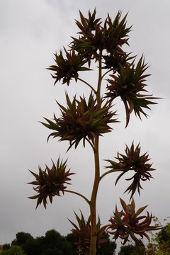 plantas crasas cactaceas y chumberas