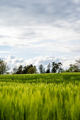 Landschaft mit Getreidefeld im Fr&uuml;hling, Roggenfeld mit Wolkenhimmel