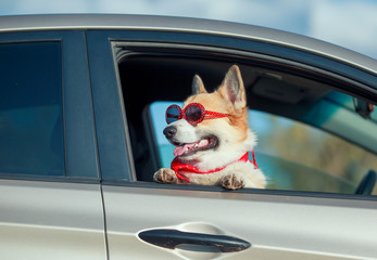 funny passenger red corgi puppy dog in sunglasses pretty stuck his muzzle out of the car window during the out of town etney trip and looking