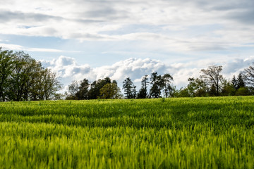 Fototapeta na wymiar Landschaft mit Getreidefeld im Frühling, Roggenfeld mit Wolkenhimmel