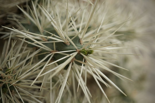 plantas cactaceas y crasas