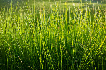 Beautiful green grass on a sunny day. Nature background.