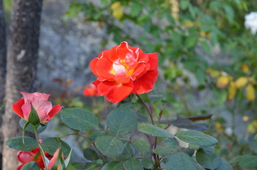Close up of Bright flower in Garden