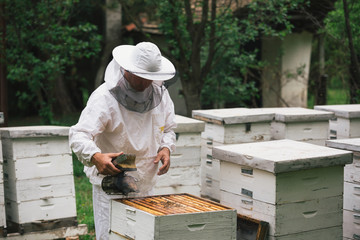 worker in protective clothes opening bees hive