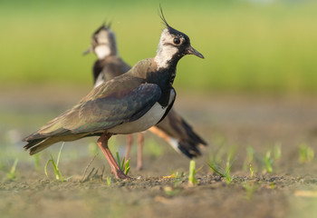 dwie czajki © dejuna