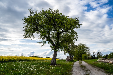Fototapeta na wymiar Landschaft mit Rapsfeld im Frühling