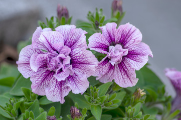 Petunia atkinsiana hybrida grandiflora flowers Tumbelina priscilla in bloom, balcony flowering...