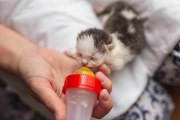 Woman bottle-feeding rescued orphan kitten