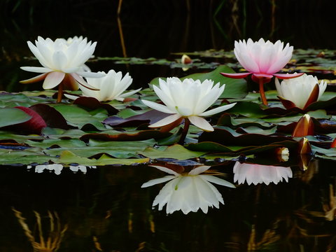 jardin botanico universidad de malaga uma cinco nenufares blancos y rosado reflejados en el agua