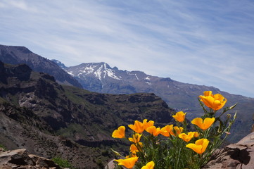 Fototapeta na wymiar Andes mountain range, early spring offers a distinctive look. Featured yellow flowers.