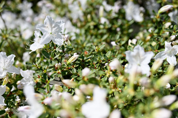 White azalea flowers in nature.