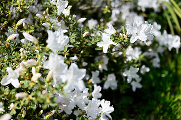 White azalea flowers in nature.