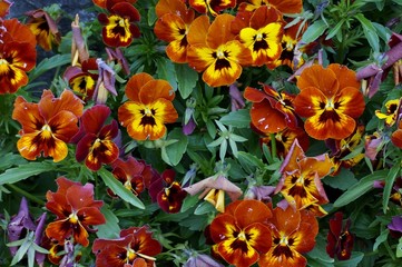 Close up of Bright flower in Garden