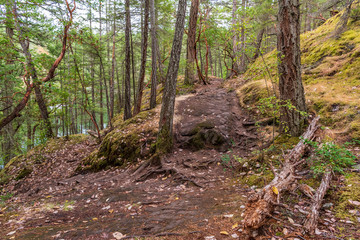 View at Trail in Park in British Columbia, Canada.