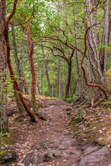 Obraz premium View at Trail in Park in British Columbia, Canada.