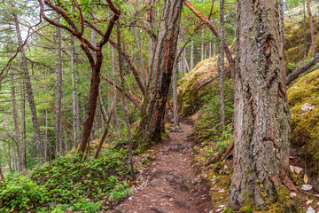 View at Trail in Park in British Columbia, Canada.