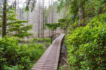 View at Trail in Park in British Columbia, Canada.