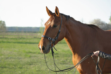 Leading chestnut horse from the field n bridle. Animal portrait.