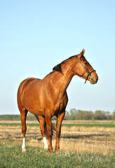 Chestnut horse standing in the field road in spring in the evening sunlight. Animal portrait.